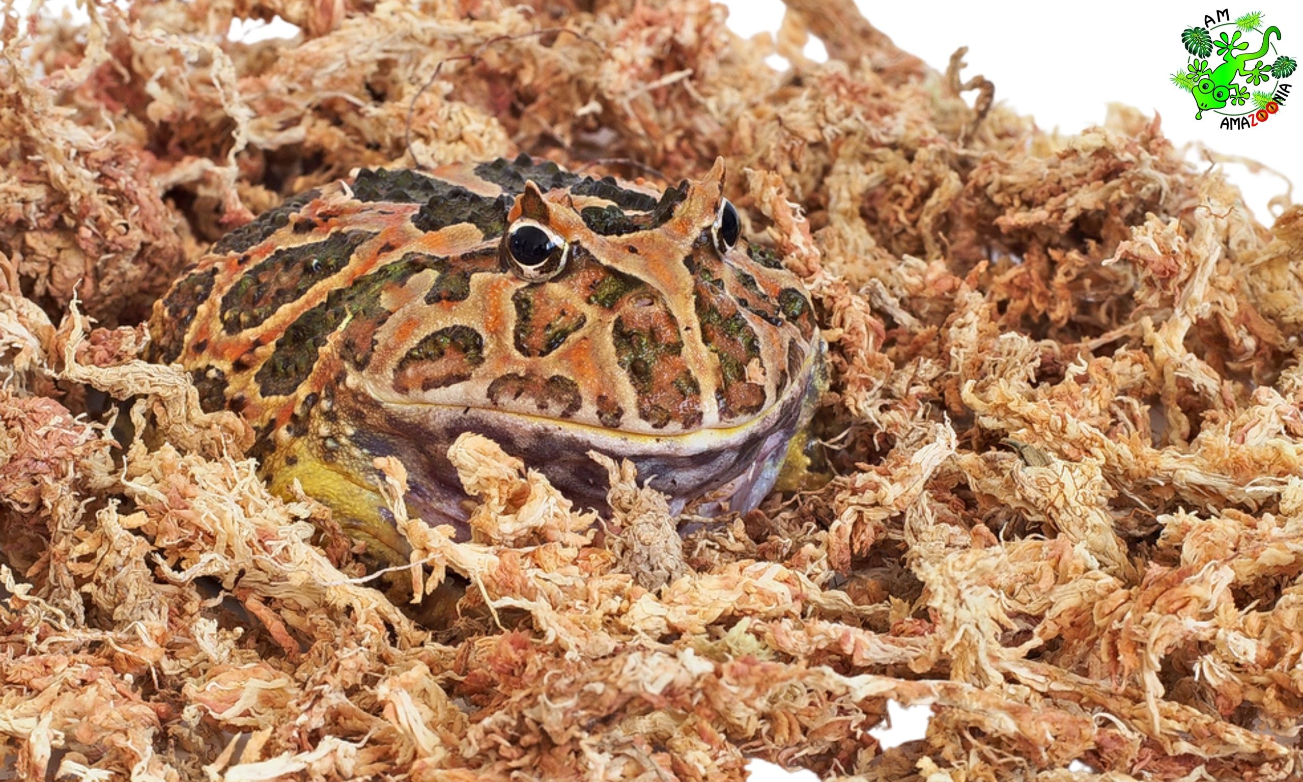  Durpių samanos, spagnum sphagnum, dėl varlės, įsišaknijimui augalija 100 g