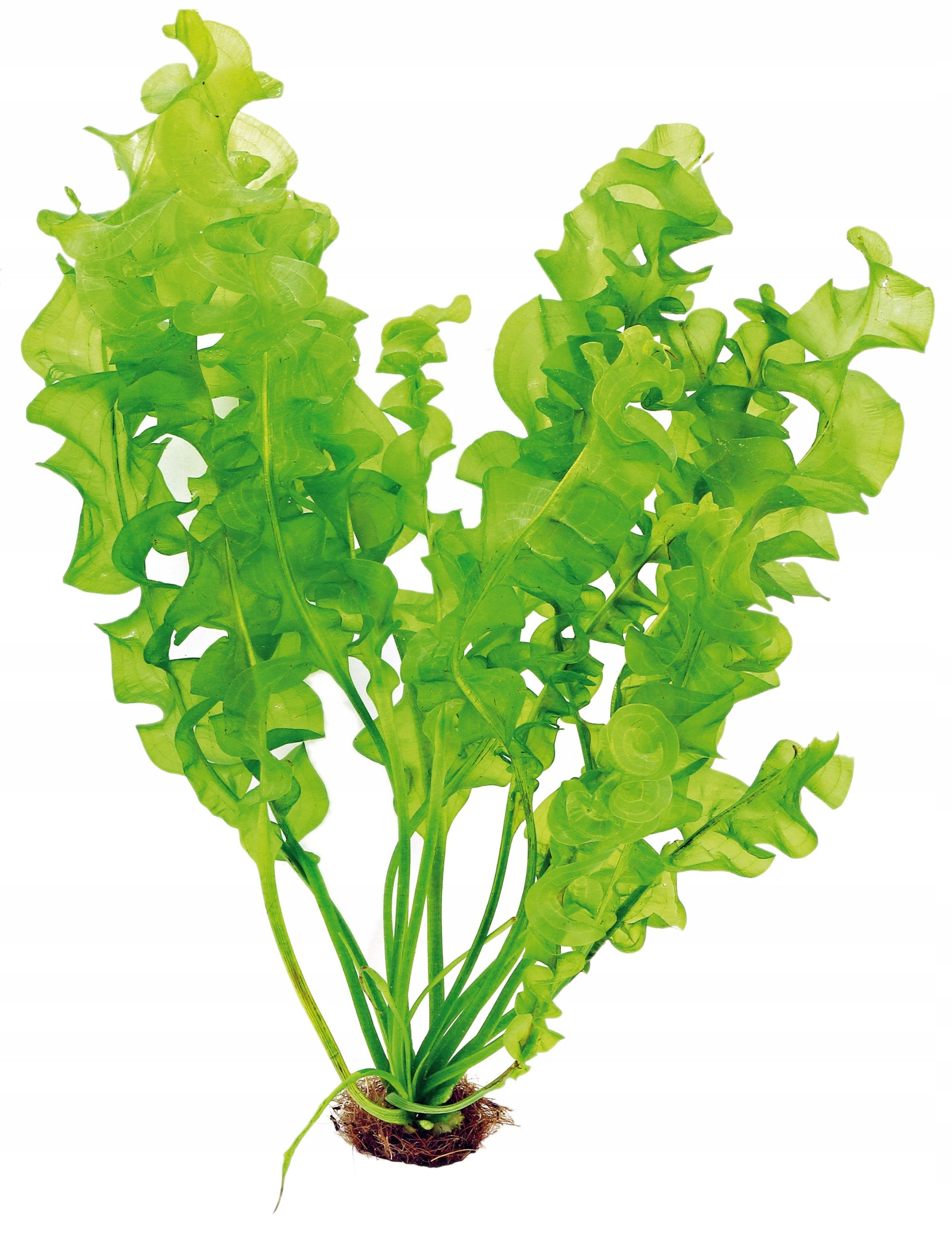  Bucephalandra pygmaea "bukit kelam" in vitro dennerle