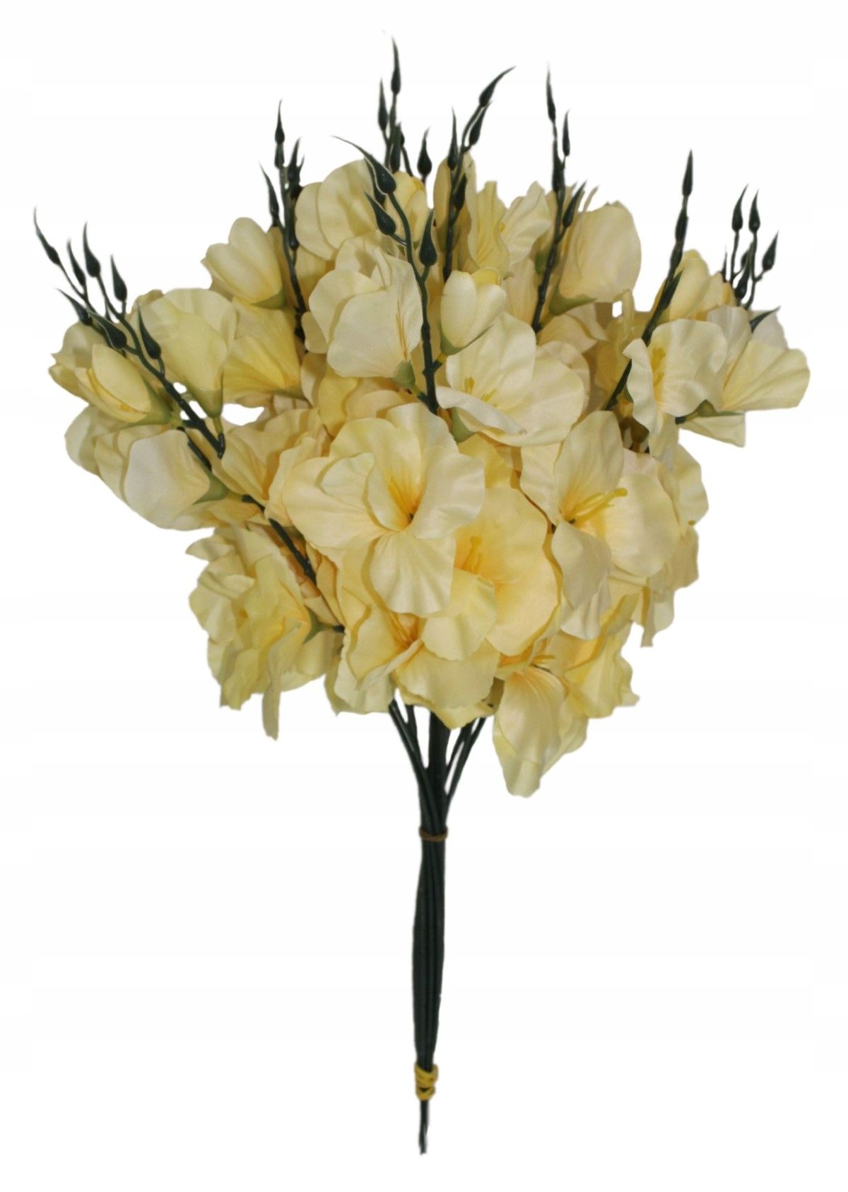  Mieczyk produktívny, vetvička, 55 cm, 12 počítač.