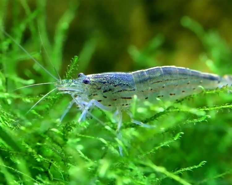  Modré krevety velvet - neocaridina blue velvet