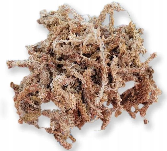  Torfmoos sphagnum rooter pflanzen 50g