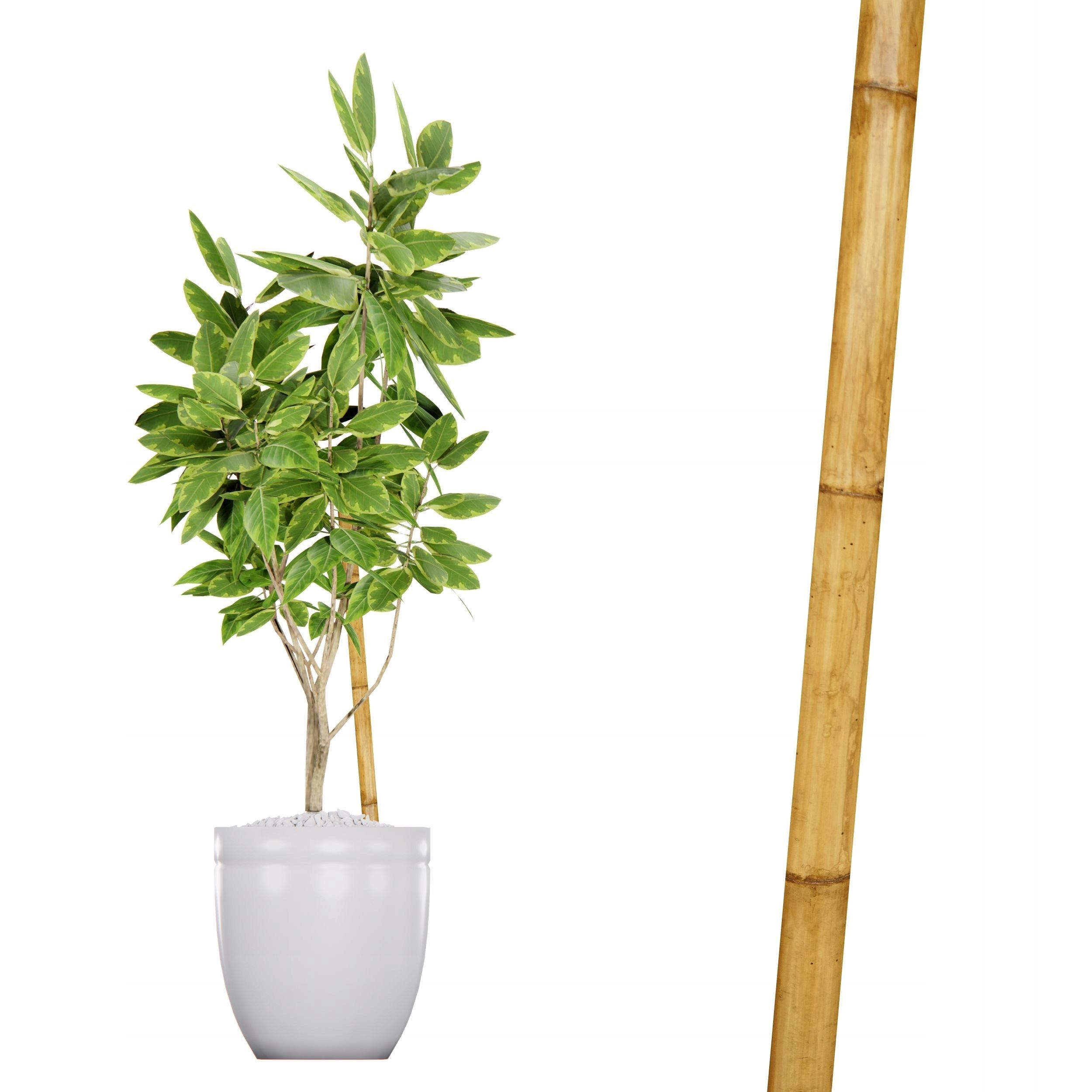  Bambusa miets augu atbalsts 30cm 16-22mm