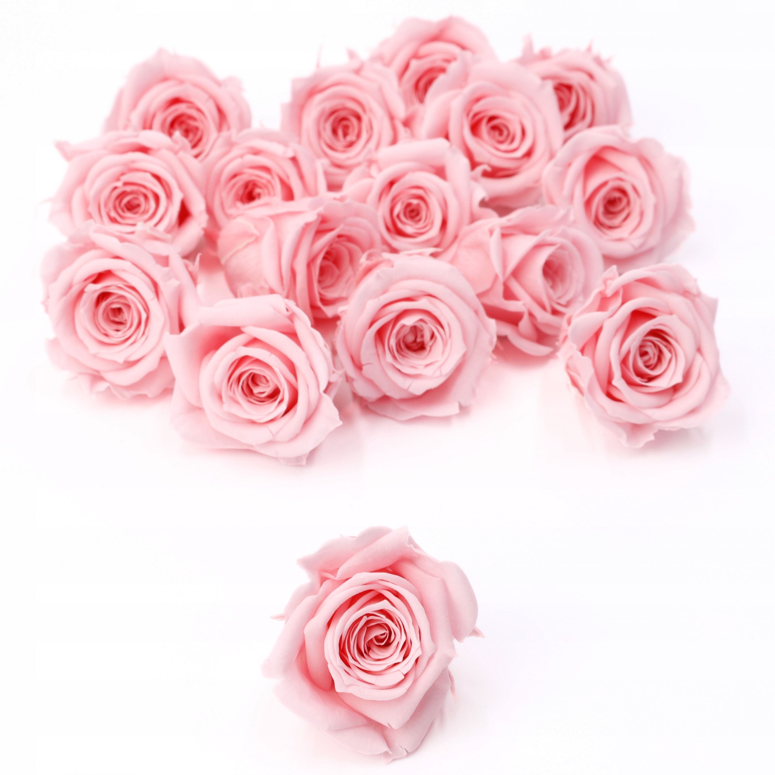  Ruža večný stabilizowana - ružový - madeleine pink - xl - 3 počítač.