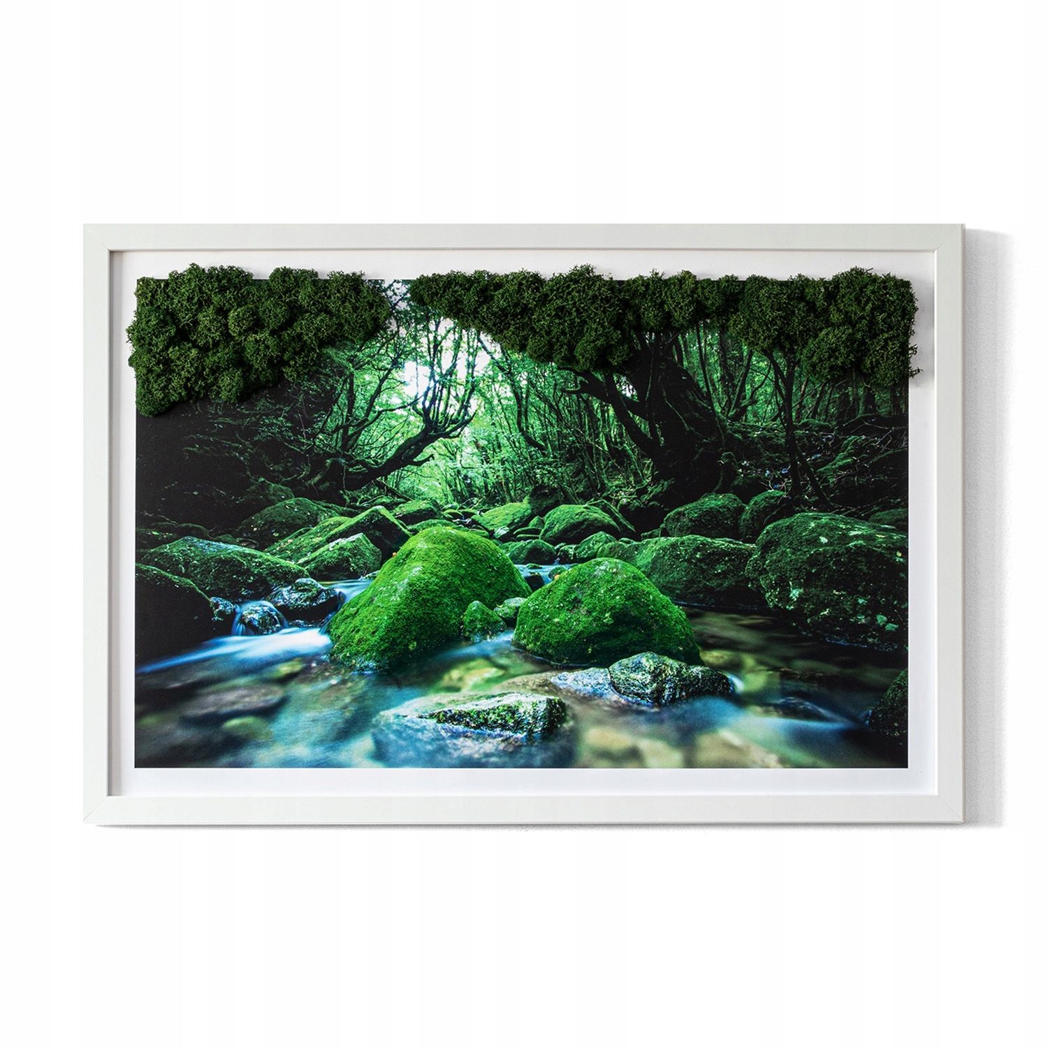  Tapyba samanos chrobotek sala ant rozlewisku 60x40