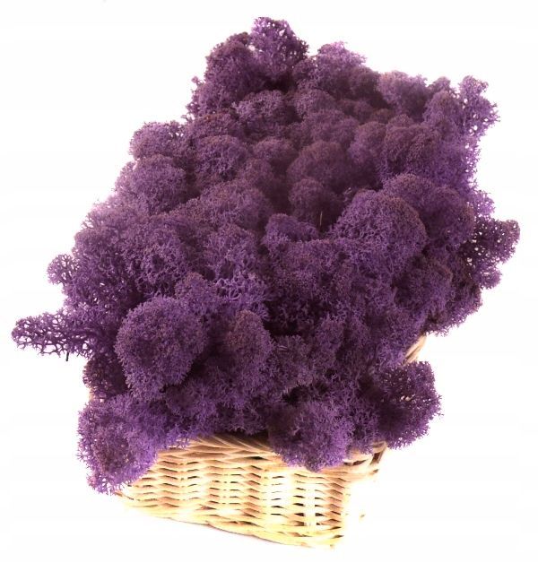  Dekoratiivne sammal cladonia rangiferina 200g carmin red