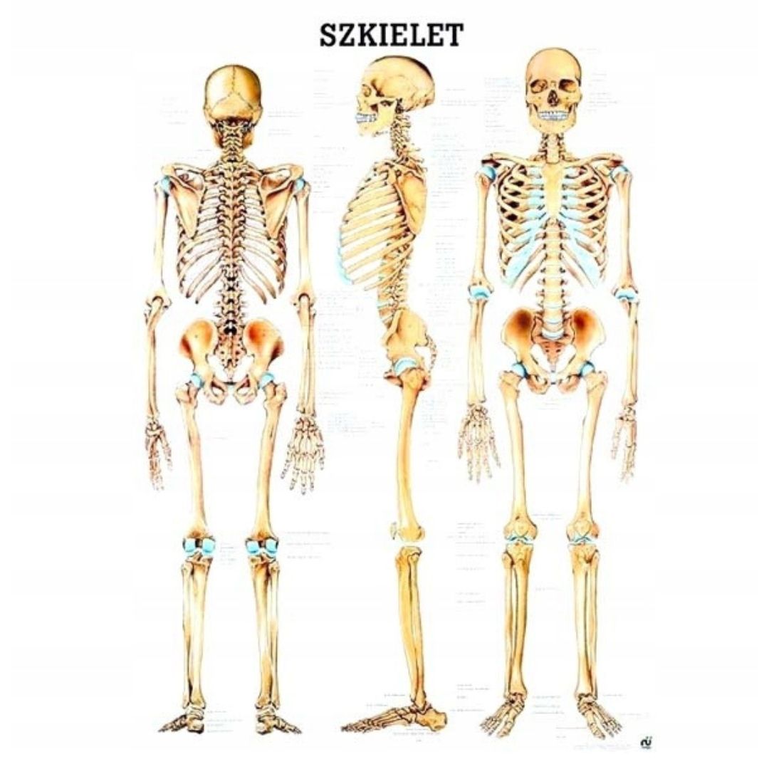  Plagát anatomické lipodynie koniec bezrámové 30x40 cm skladowski