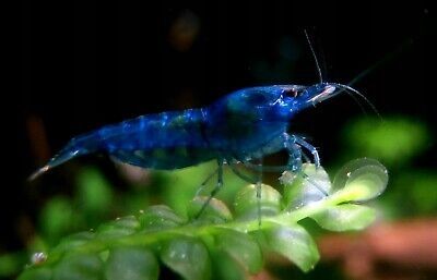  Modré krevety velvet - neocaridina blue velvet