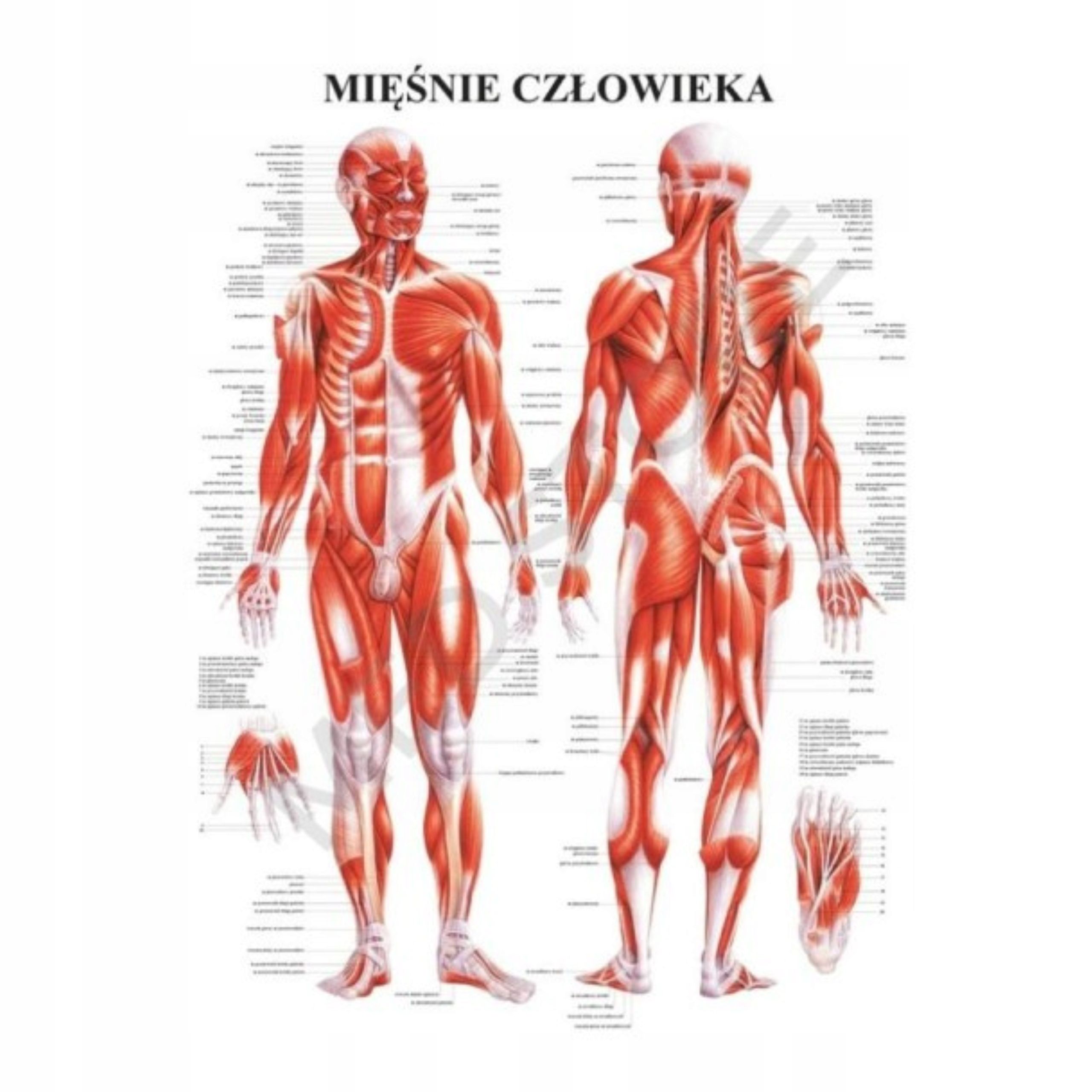  Plagát anatomické lipodynie koniec bezrámové 30x40 cm skladowski