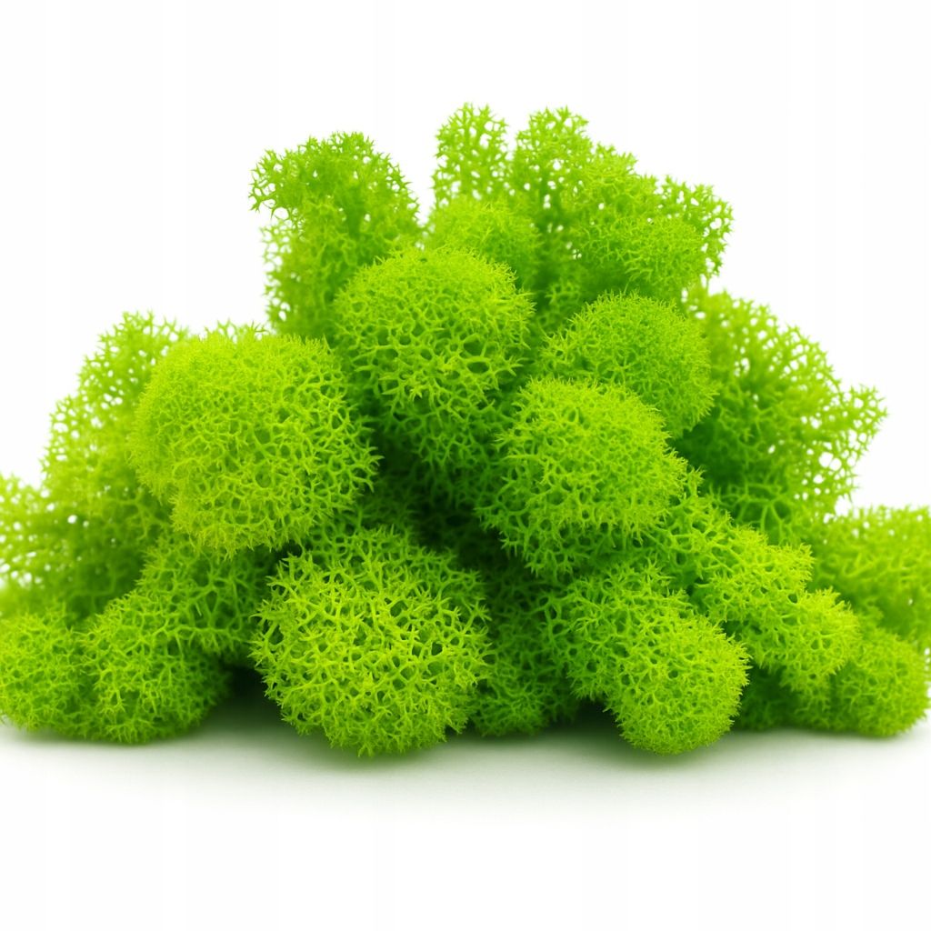  Moss chrobotek light green to the forest in a glass jar in glass decoration 10g