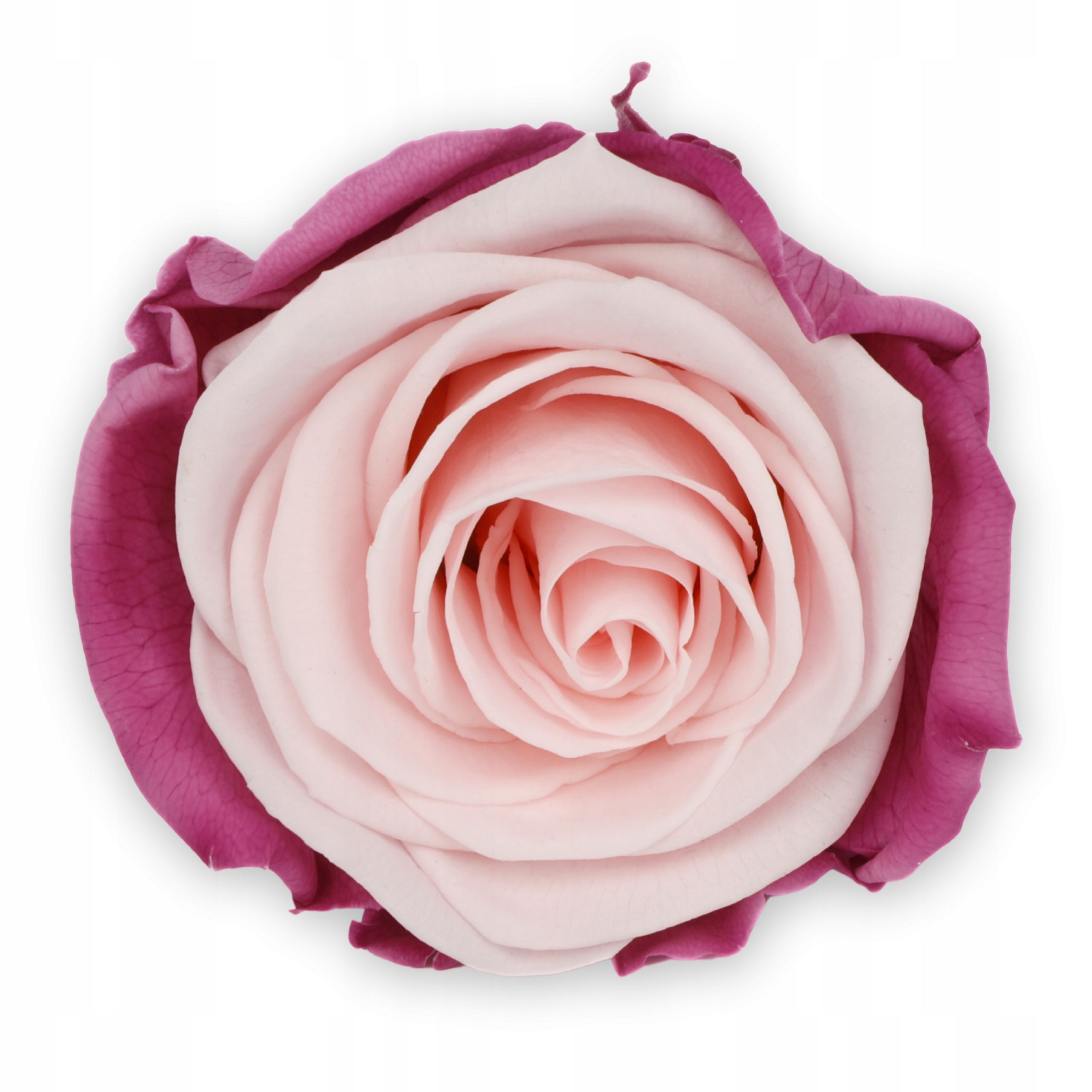  Ruža večný stabilizowana - ružový - madeleine pink - xl - 3 počítač.