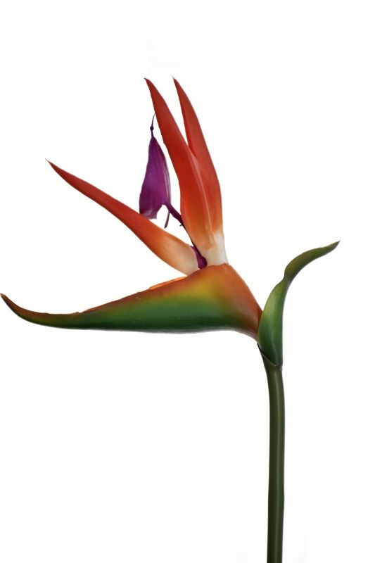  Strelitzia royal rajski putns gumija zars 86cm ziedi kompozīcijām