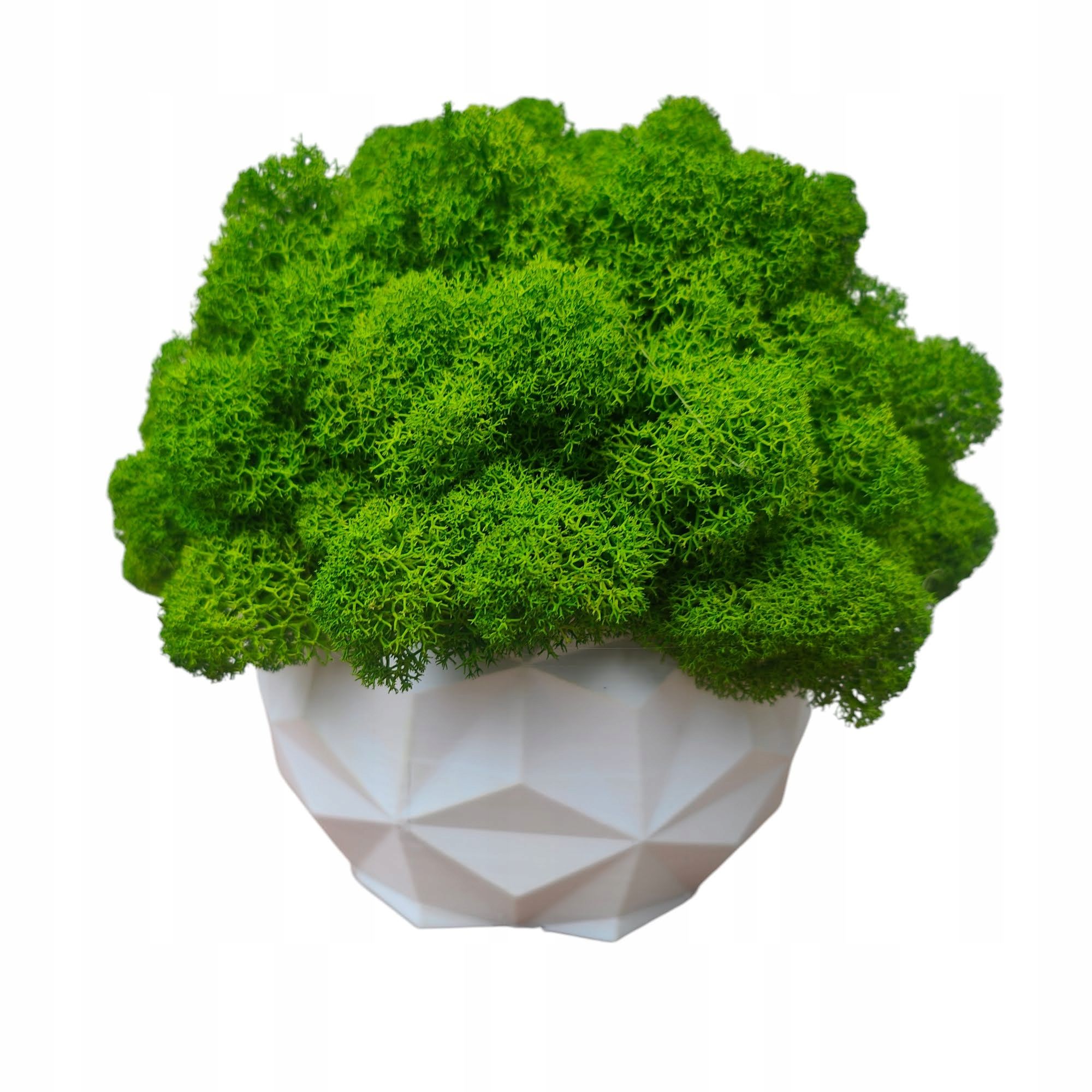  Puķu pods ar sūnām sūnas chrobotek katlā balts drukāšana 3d #4