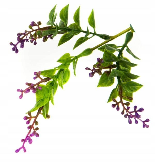  Rukola šakelė puošni į bukietu tanki žolė violet