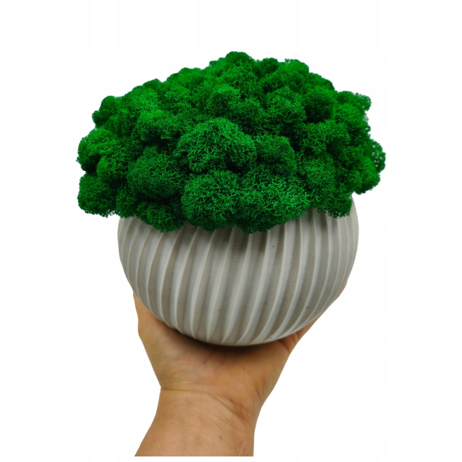  Puķu pods ar sūnām sūnas chrobotek katlā balts drukāšana 3d #4