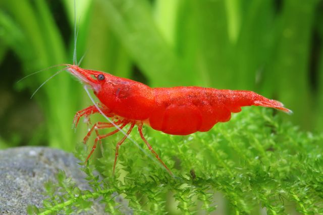  Modré krevety velvet - neocaridina blue velvet