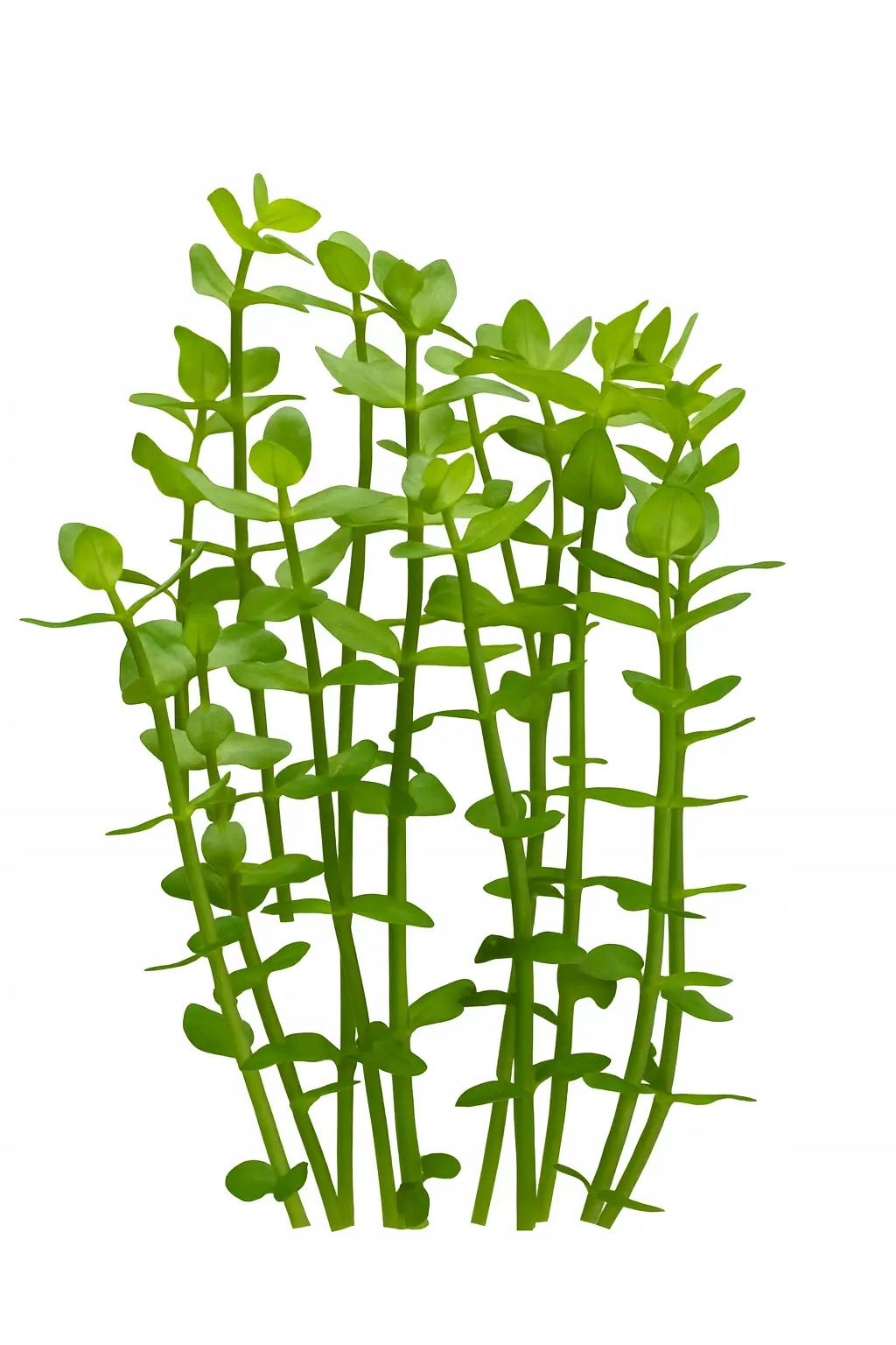  Ludwigia ovalis - wunderbar orange farbe anlage für das aquarium seltenheit