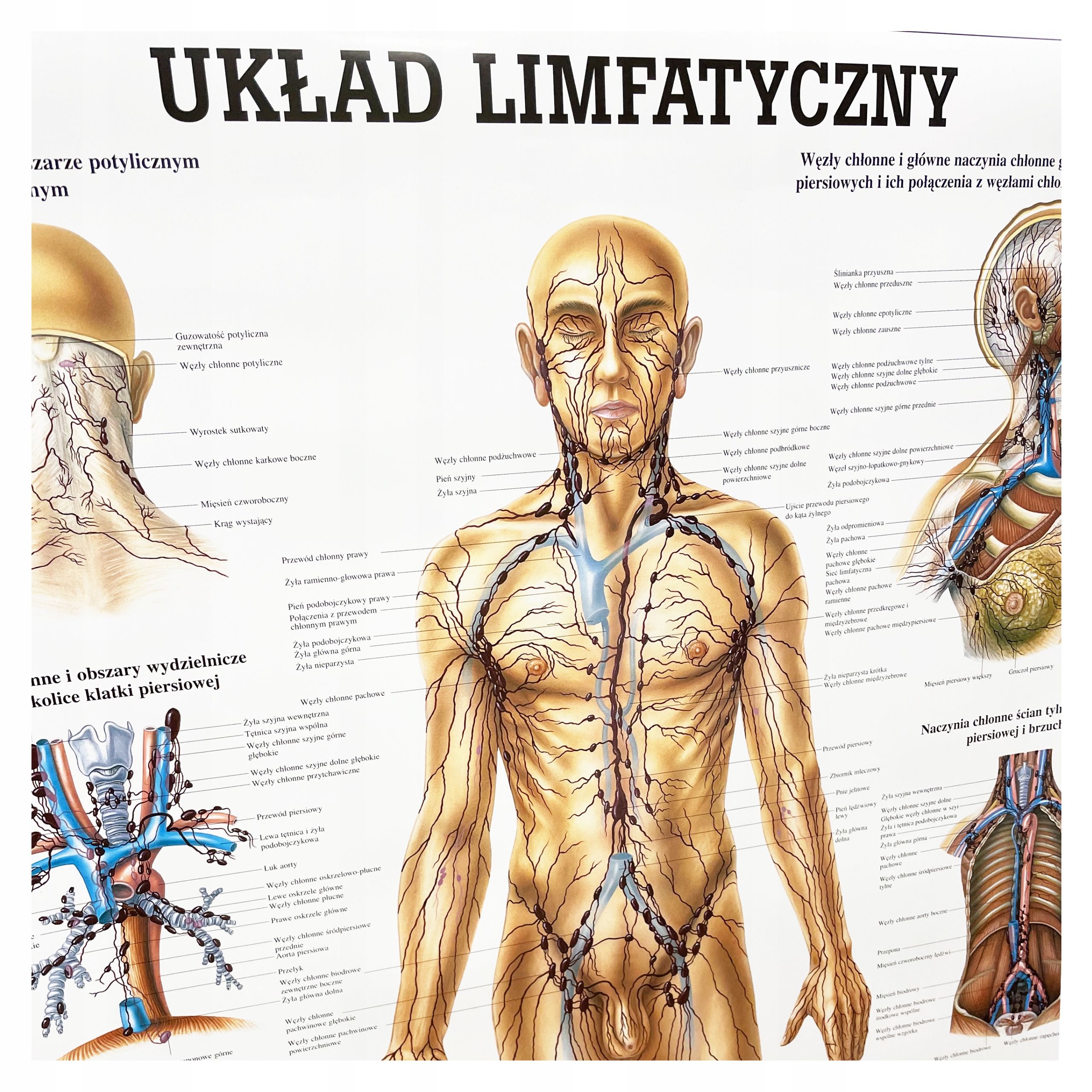  Plagát anatomické lipodynie koniec bezrámové 30x40 cm skladowski