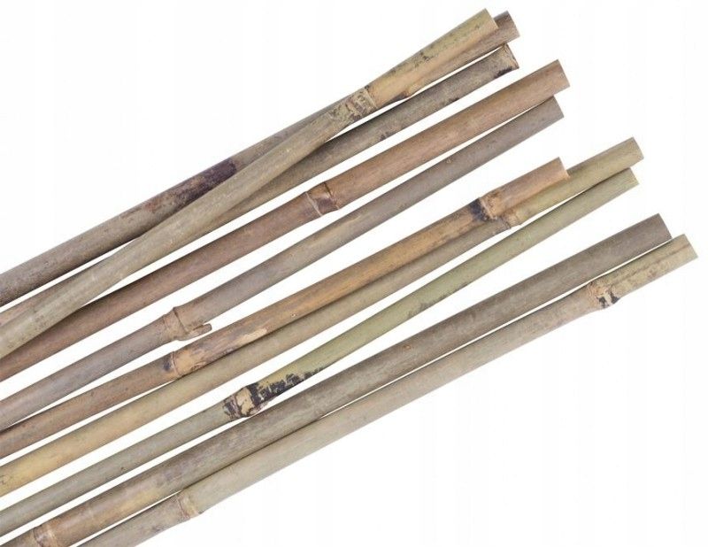  Bambusa miets atbalsta tomātiem augi 150 cm 16-18 mm 10gab.