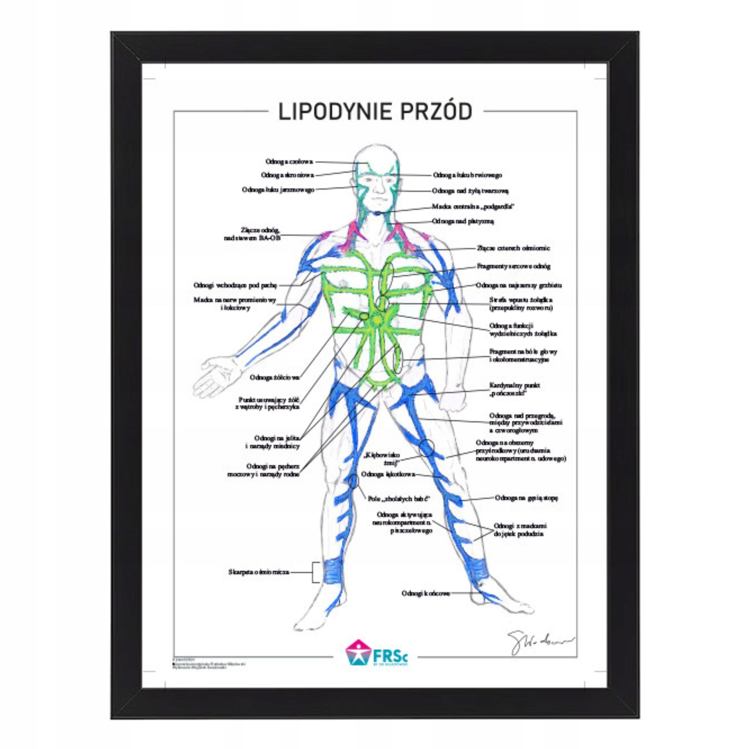  Plagát anatomické lipodynie koniec bezrámové 30x40 cm skladowski