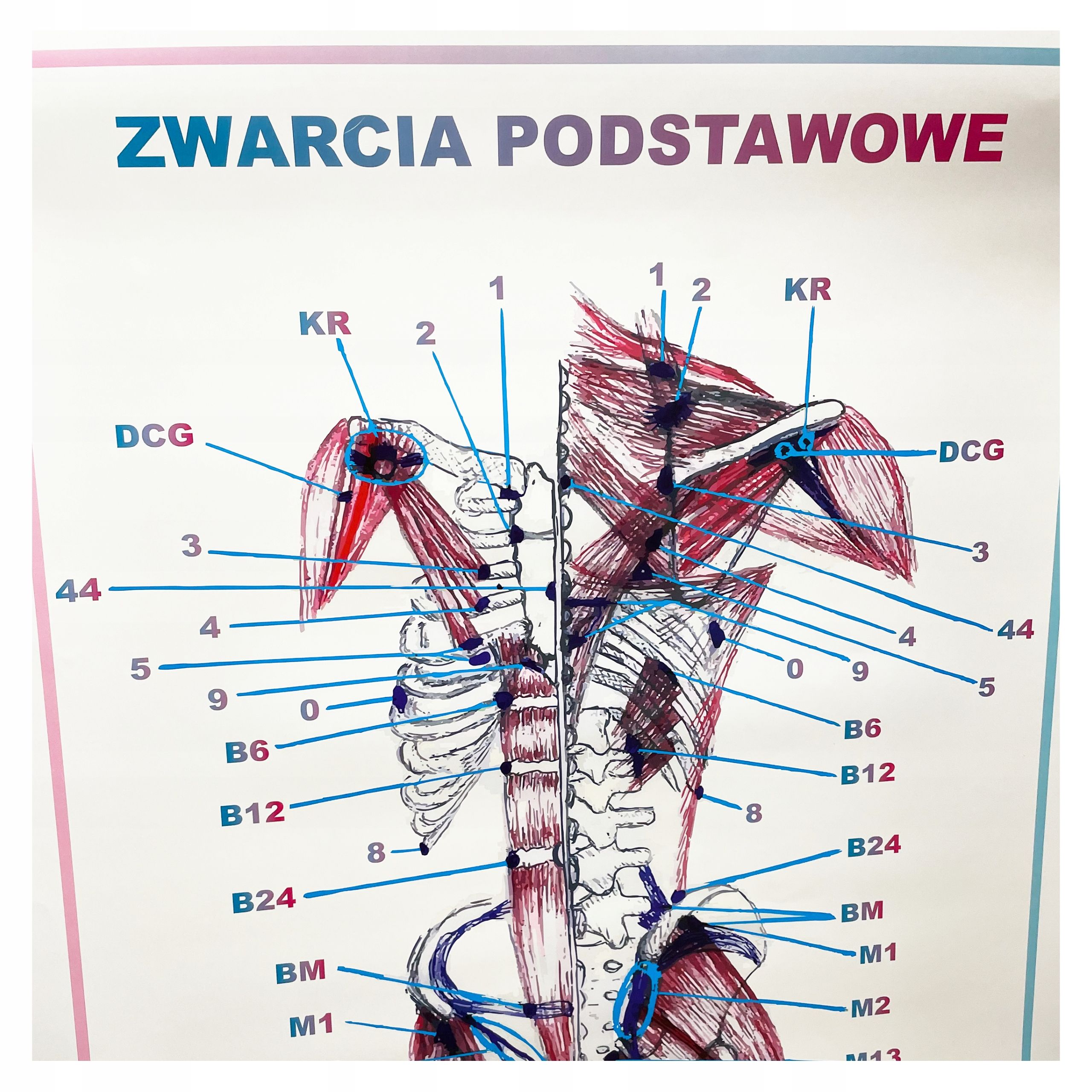  Plagát anatomické lipodynie koniec bezrámové 30x40 cm skladowski