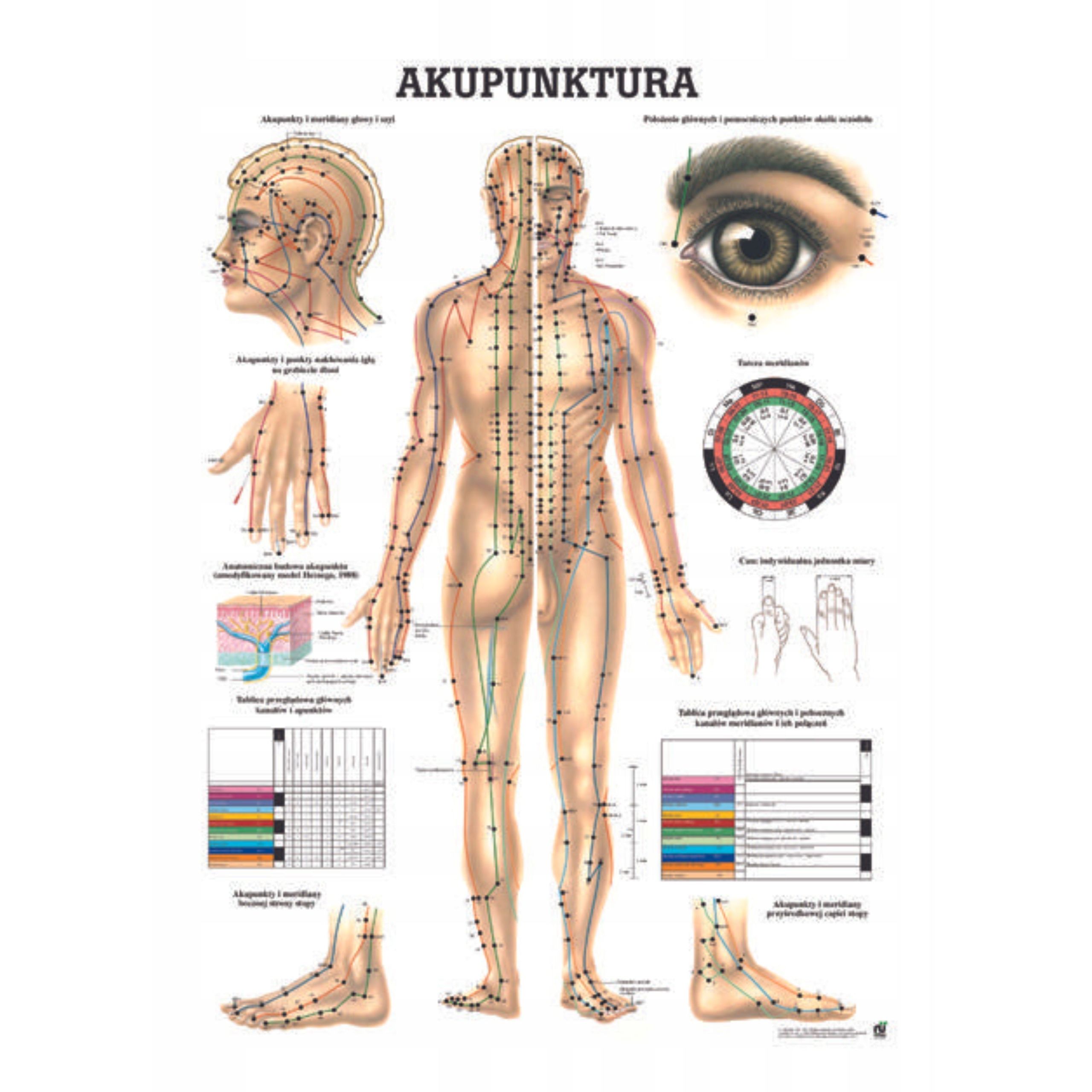  Anatomický plagát plagát lipodynie koniec
