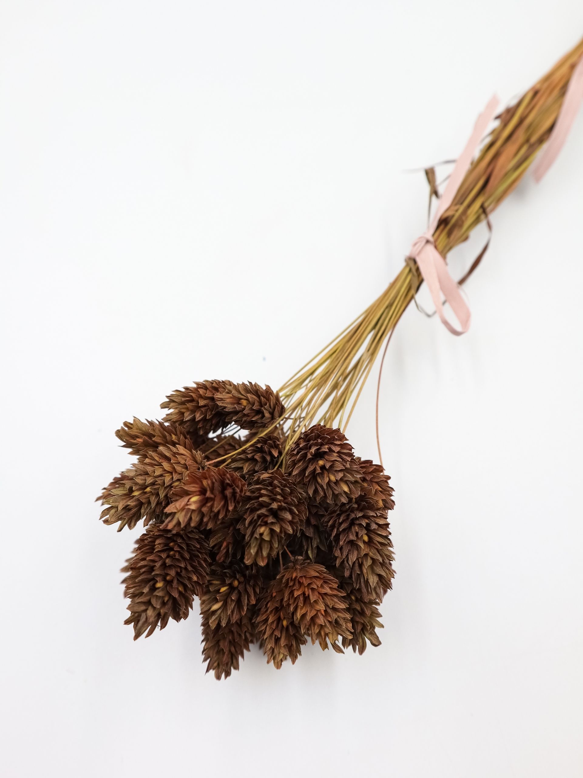  Džiovintas kanarėlė rudas, phalaris, natūralios džiovintos gėlės, 20-25 kompiuterių.