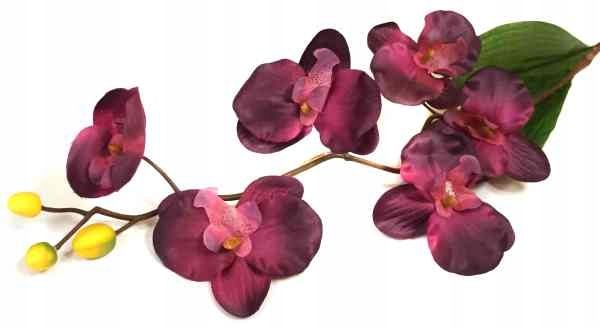  Orchidėja šakelė cymbidium green / olive orchidėja
