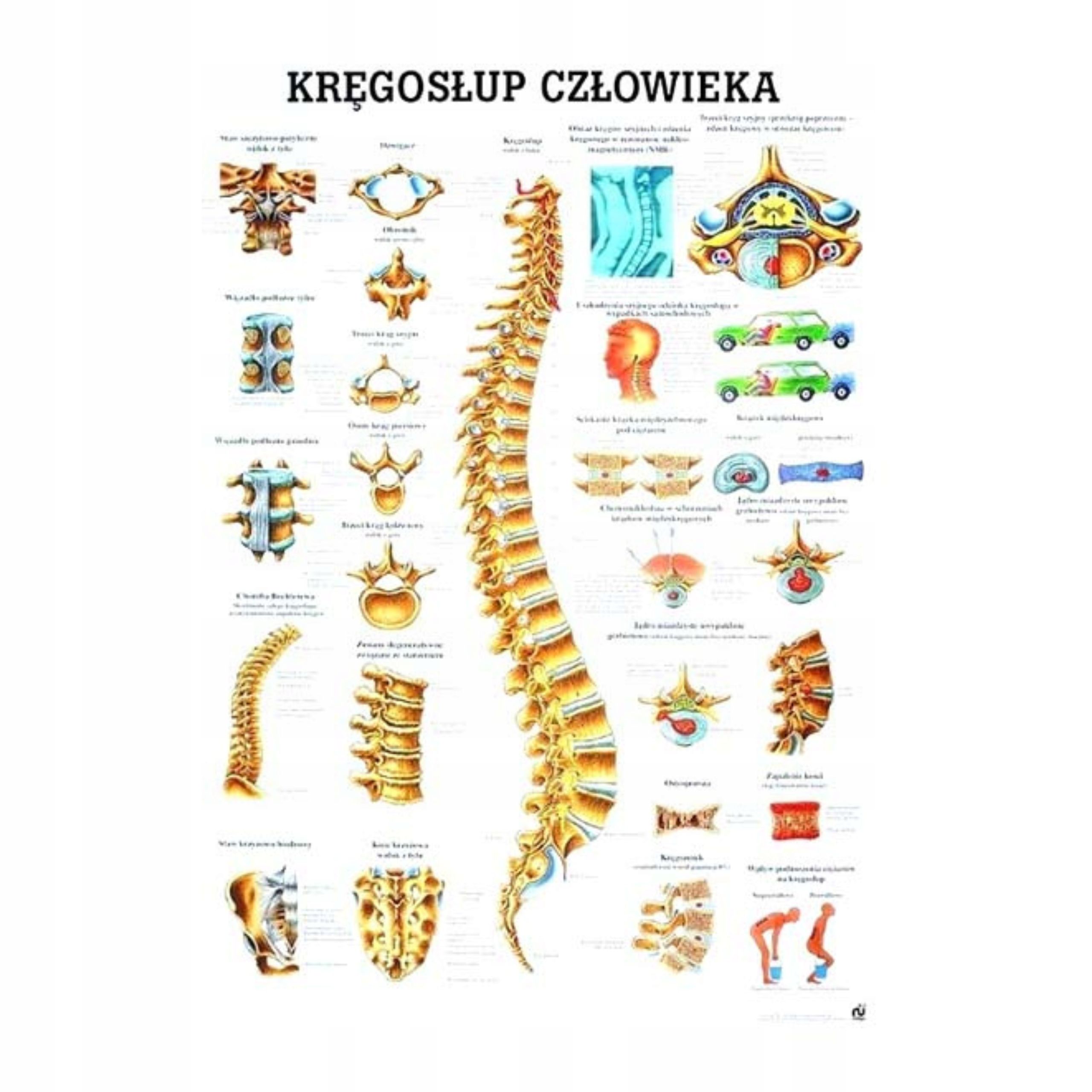  Plagát anatomické lipodynie koniec bezrámové 30x40 cm skladowski