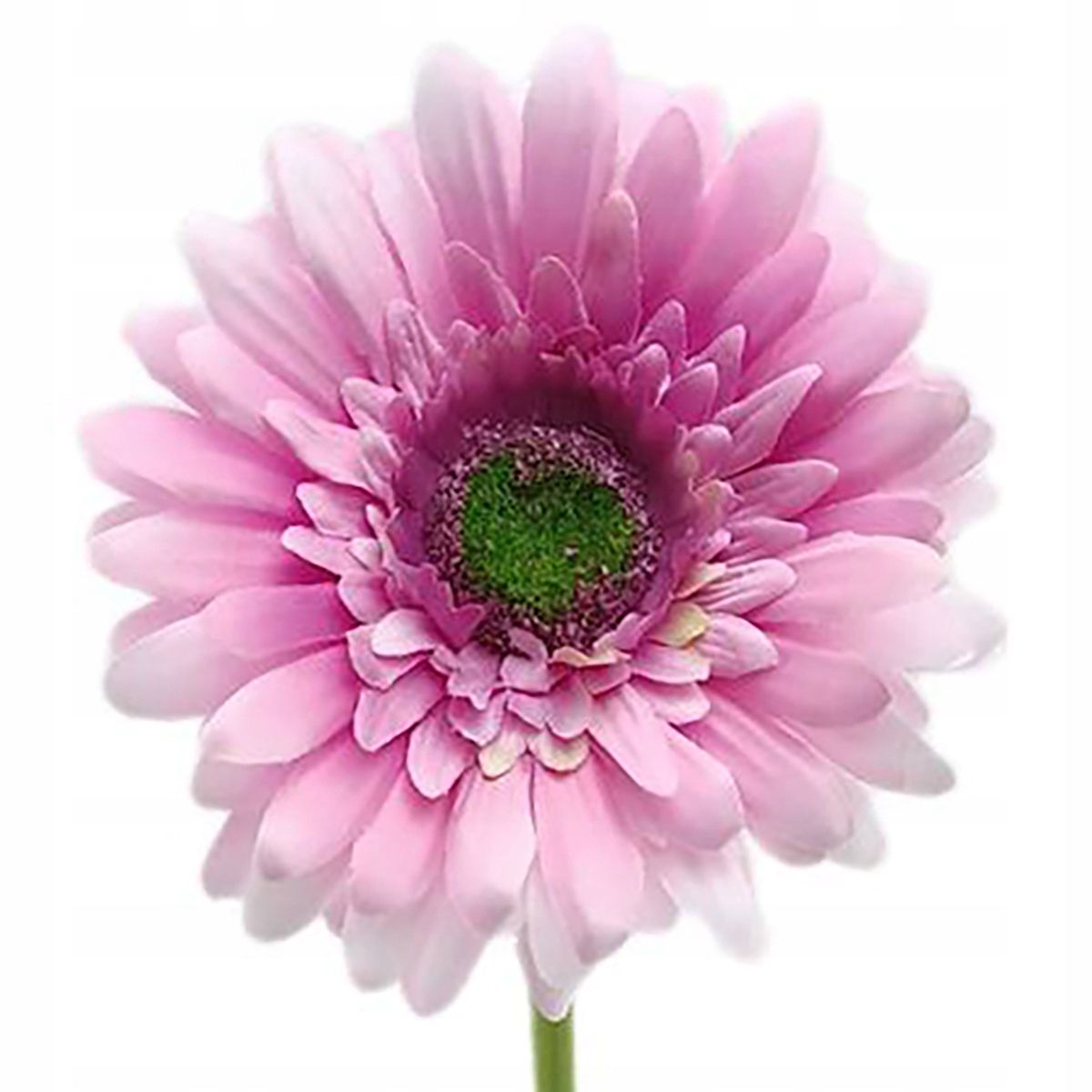  Zweig gipsowki bündeln kleine blumen in krone anhang zur krone premium