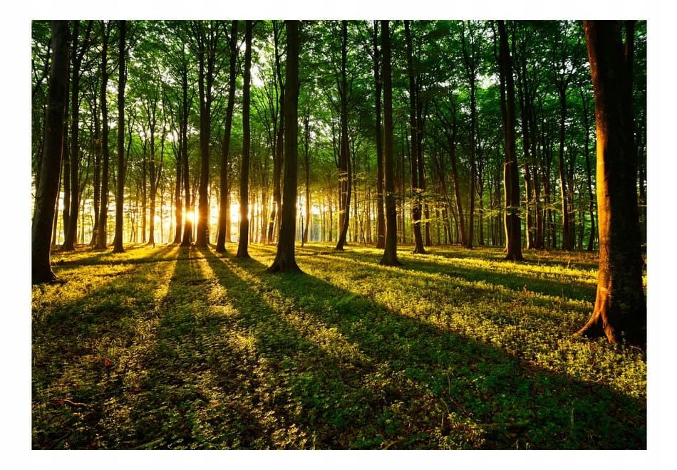  Photo wallpapers - uscisk trees - 150x105