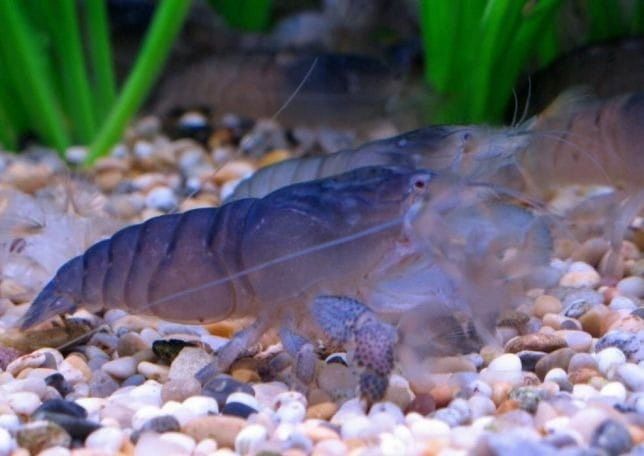  Modré krevety velvet - neocaridina blue velvet