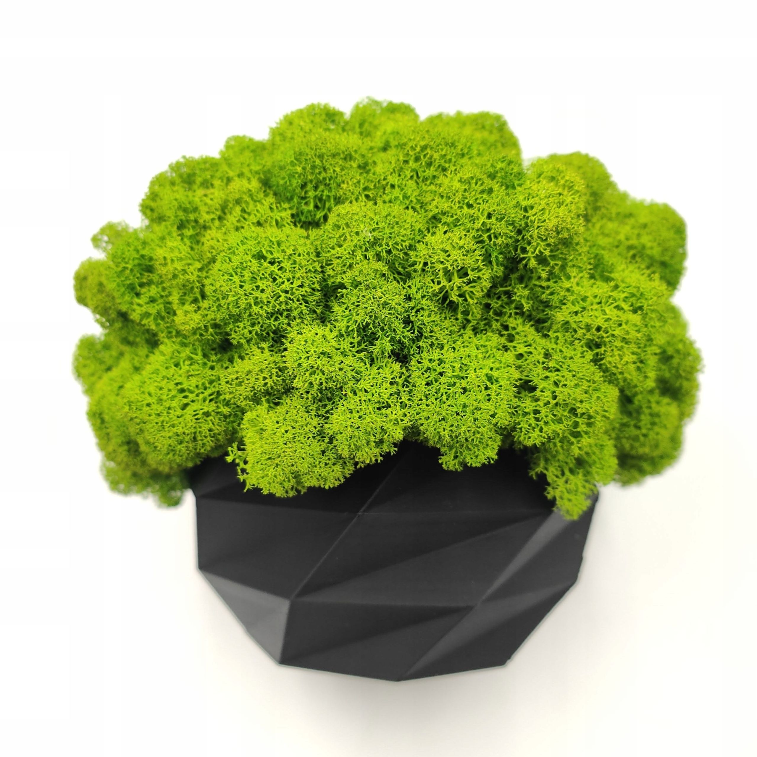  Puķu pods ar sūnām sūnas chrobotek katlā balts drukāšana 3d #4