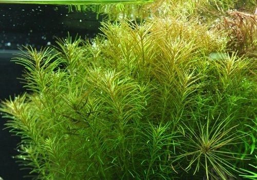  Ludwigia großartig red mini