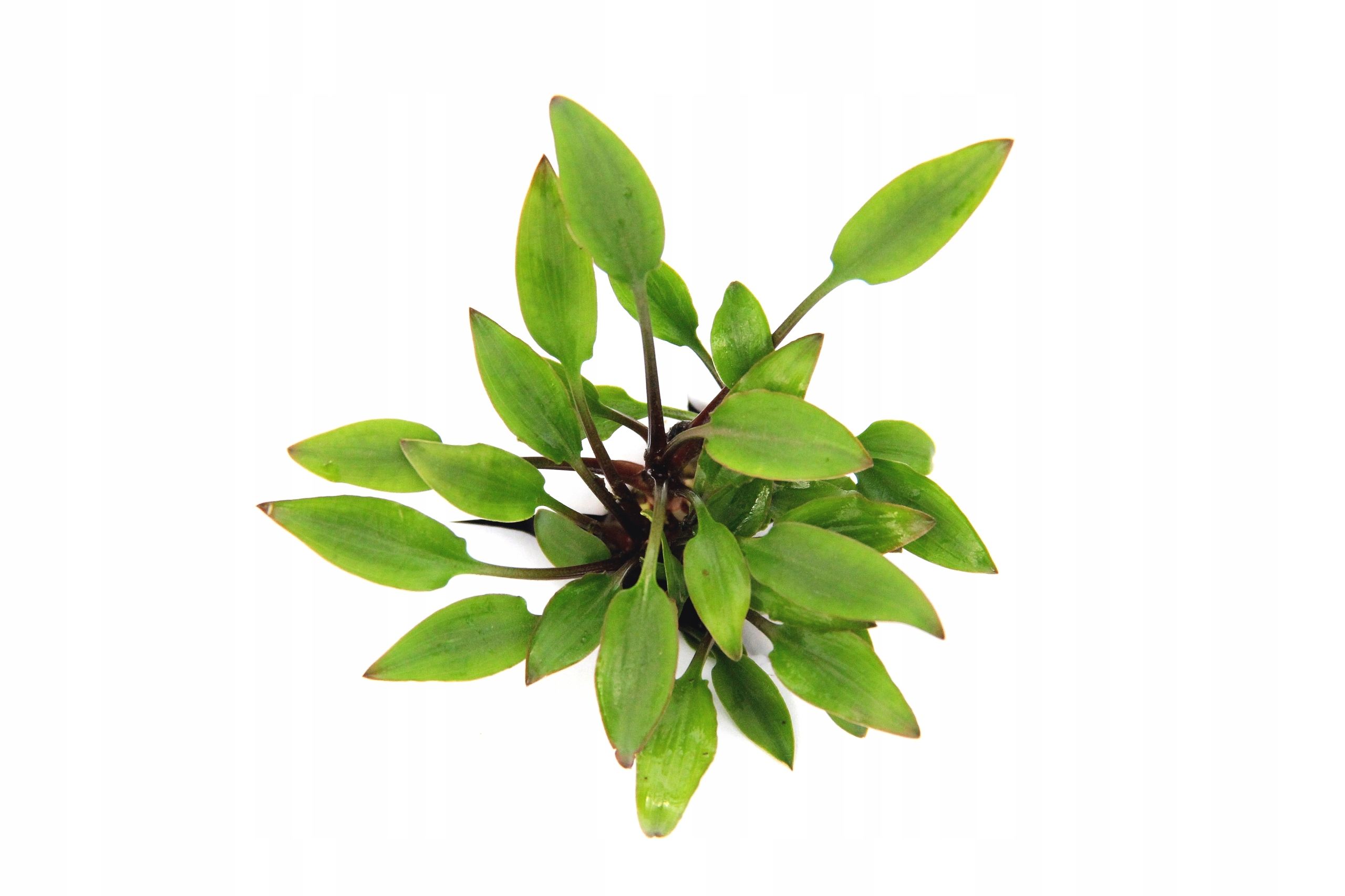  Bucephalandra pygmaea "bukit kelam" in vitro dennerle