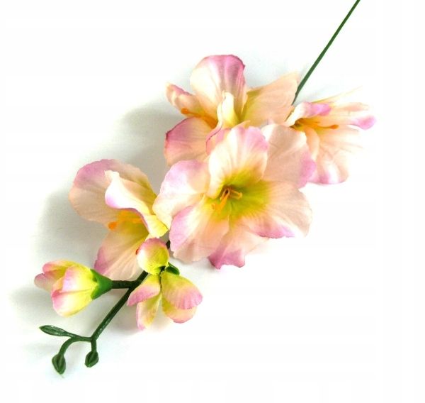  Orchidėja šakelė cymbidium green / olive orchidėja