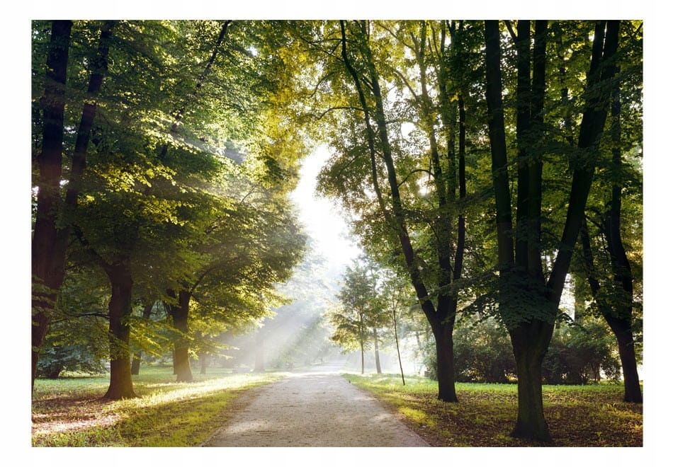  Photo wallpapers - uscisk trees - 150x105