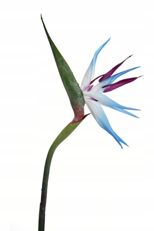  Strelitzia royal rajski putns gumija zars 86cm ziedi kompozīcijām