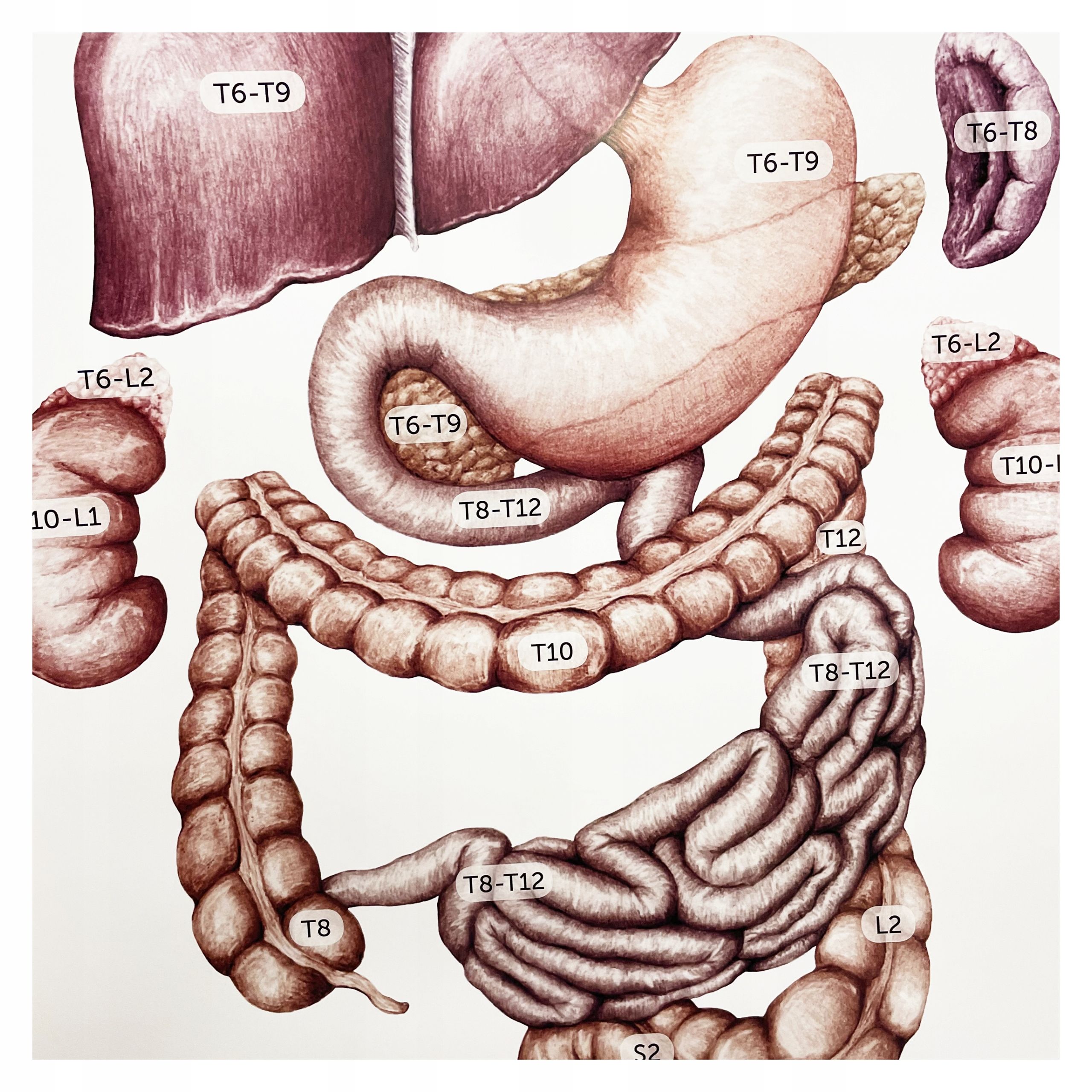  Plagát anatomické lipodynie koniec bezrámové 30x40 cm skladowski