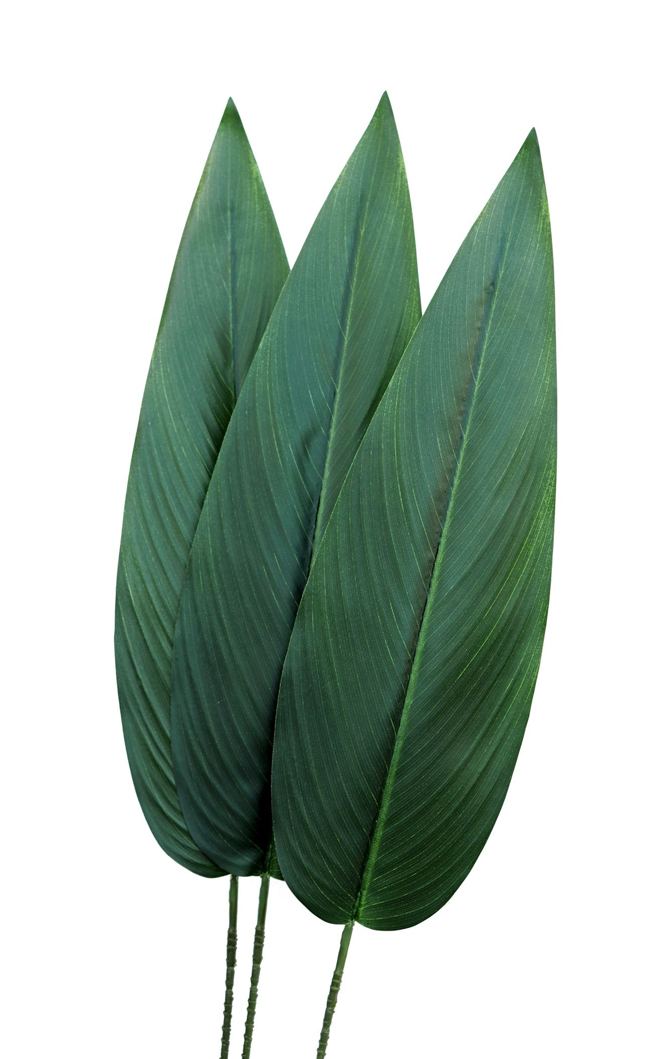  Strelitzia royal rajski putns gumija zars 86cm ziedi kompozīcijām