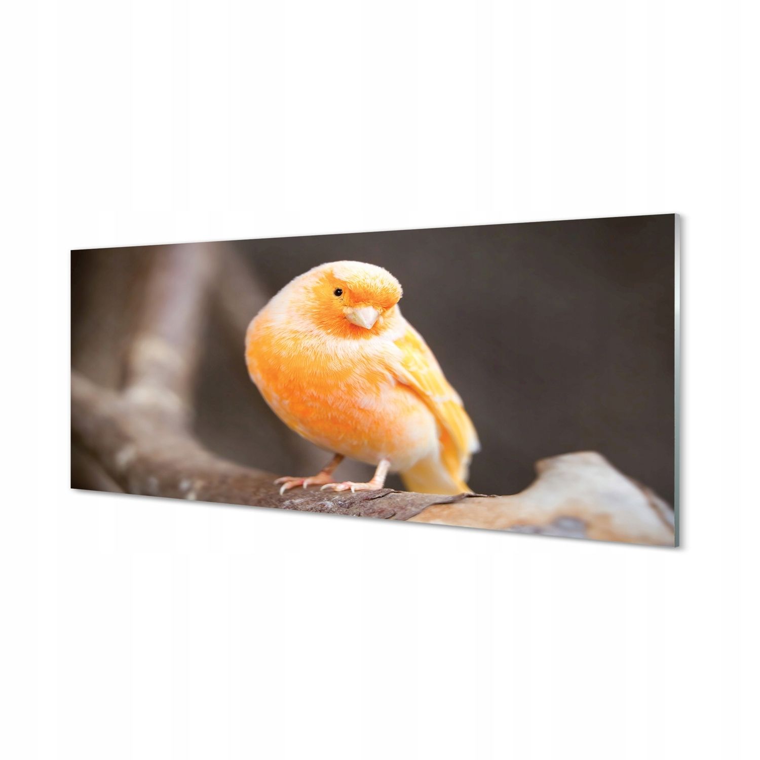  Nástenná doska žena tanec bialy materiál 125x50