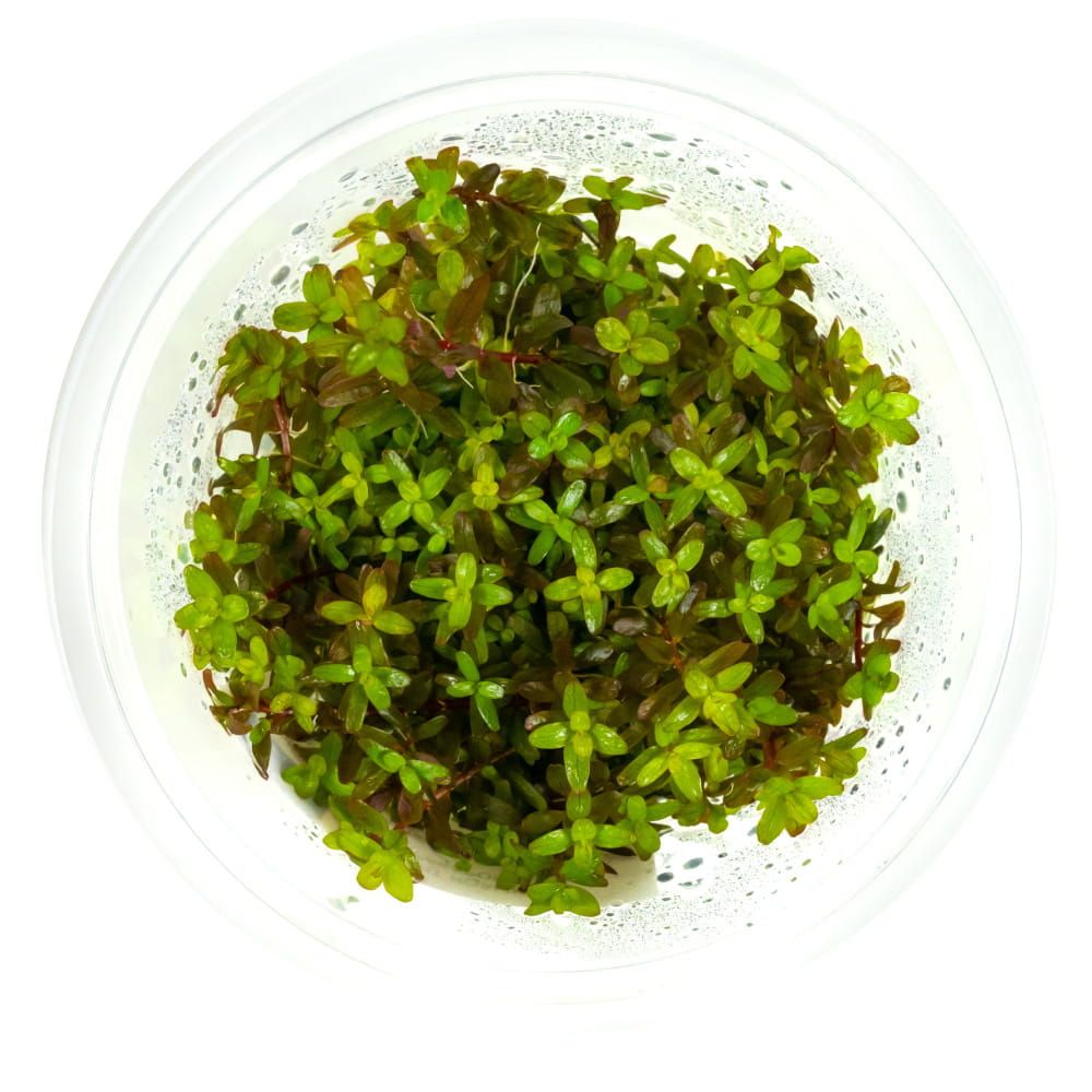  Wglebka vesi riccia fluitans tass 10cm taim ujuvad in vitro